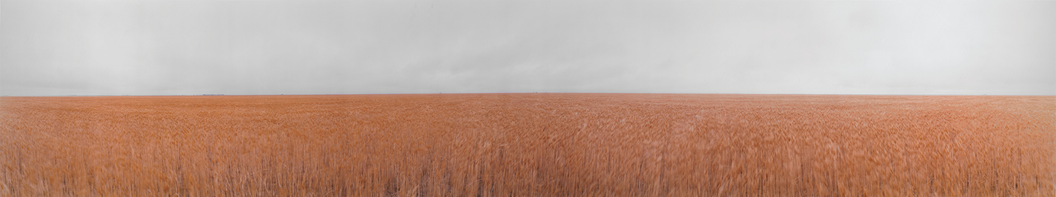 Winter Wheat